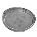 Grey Bacterial Sample