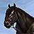 Jugg/Black Stallion's reins
