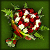 Jugg/Festive Carnations