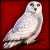 Jugg/Snowy Owl