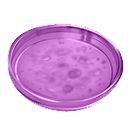 Purple Bacterial Sample