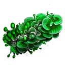 Green Exofungus