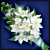 Jugg/Snow Tears Bouquet